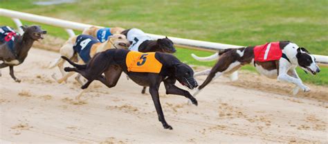 www igb ie|Greyhound Racing Ireland .